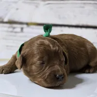 Rusty, a male Goldendoodle for sale in Austin, TX – Photo 3 of 8