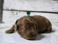 Rusty, a male Goldendoodle for sale in Elgin, TX – Photo 3 of 8