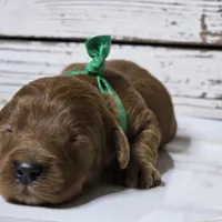 Rusty, a male Goldendoodle for sale in Austin, TX – Photo 1 of 8