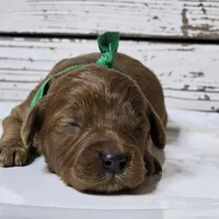 Rusty, a male Goldendoodle for sale in Austin, TX – Photo 2 of 8