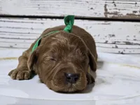 Rusty, a male Goldendoodle for sale in Elgin, TX – Photo 2 of 8