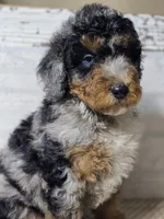 Marbella Blue Eye Cutie , a female Poodle - Multi-Colored Standard for sale in Austin, TX – 2 of 8