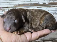 Whiskey TINY TOY BERNEDOODLE , a male Miniature Bernedoodle for sale in Austin, TX – 4 of 9