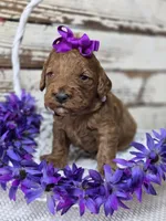 Scarlett, a female Miniature Goldendoodle for sale in Austin, TX – Photo 8 of 10