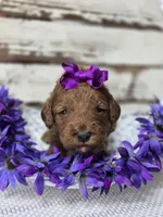 Scarlett, a female Miniature Goldendoodle for sale in Austin, TX – Photo 2 of 10