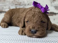 Scarlett, a female Miniature Goldendoodle for sale in Austin, TX – Photo 3 of 10