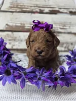 Scarlett, a female Miniature Goldendoodle for sale in Austin, TX – Photo 10 of 10