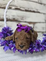 Scarlett, a female Miniature Goldendoodle for sale in Austin, TX – Photo 4 of 10