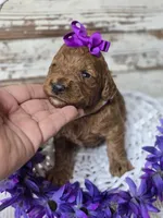 Scarlett, a female Miniature Goldendoodle for sale in Austin, TX – Photo 5 of 10