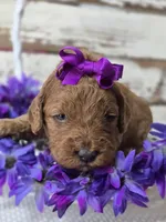 Scarlett, a female Miniature Goldendoodle for sale in Austin, TX – Photo 9 of 10