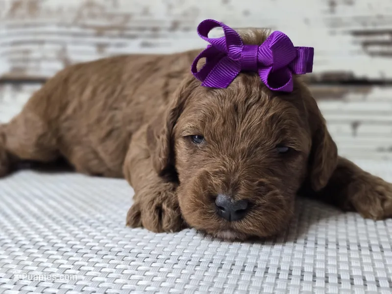 Scarlett – Miniature Goldendoodle puppy for sale in Austin, TX