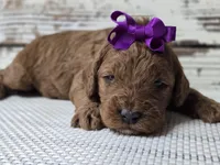 Scarlett, a female Miniature Goldendoodle for sale in Austin, TX – Photo 1 of 10
