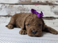Scarlett, a female Miniature Goldendoodle for sale in Austin, TX – Photo 6 of 10