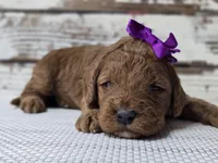 Scarlett, a female Miniature Goldendoodle for sale in Austin, TX – Photo 7 of 10