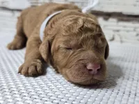 Storm, a female Goldendoodle for sale in Austin, TX – Photo 2 of 8