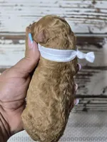 Storm, a female Goldendoodle for sale in Austin, TX – Photo 8 of 10