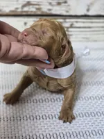 Storm, a female Goldendoodle for sale in Austin, TX – Photo 6 of 10