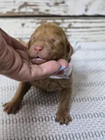 Storm, a female Goldendoodle for sale in Austin, TX – Photo 3 of 10