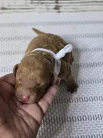 Storm, a female Goldendoodle for sale in Austin, TX – Photo 4 of 10