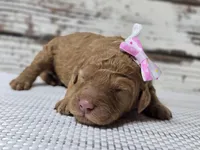 Storm, a female Goldendoodle for sale in Austin, TX – Photo 4 of 8