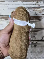 Storm, a female Goldendoodle for sale in Austin, TX – Photo 9 of 10