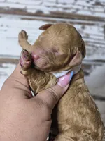 Storm, a female Goldendoodle for sale in Austin, TX – Photo 10 of 10