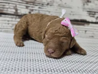 Storm, a female Goldendoodle for sale in Austin, TX – Photo 5 of 8