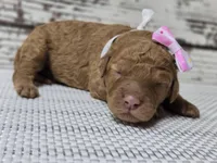 Storm, a female Goldendoodle for sale in Austin, TX – Photo 3 of 8