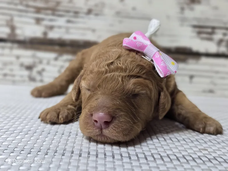 Storm – Goldendoodle puppy for sale in Austin, TX
