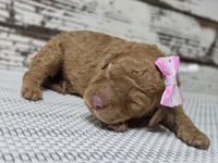 Storm, a female Goldendoodle for sale in Austin, TX – Photo 6 of 8