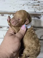 Storm, a female Goldendoodle for sale in Austin, TX – Photo 2 of 10