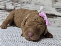 Storm, a female Goldendoodle for sale in Austin, TX – Photo 7 of 8