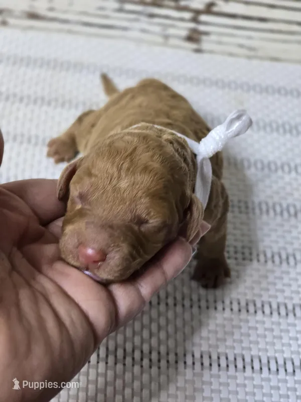 Storm – Goldendoodle puppy for sale in Austin, TX