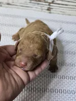 Storm, a female Goldendoodle for sale in Austin, TX – Photo 1 of 10