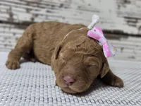 Storm, a female Goldendoodle for sale in Austin, TX – Photo 8 of 8