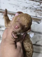 Storm, a female Goldendoodle for sale in Austin, TX – Photo 7 of 10