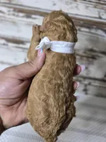 Storm, a female Goldendoodle for sale in Austin, TX – Photo 5 of 10