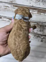 Loki, a male Goldendoodle for sale in Austin, TX – Photo 4 of 5