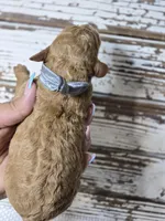 Loki, a male Goldendoodle for sale in Austin, TX – Photo 5 of 5