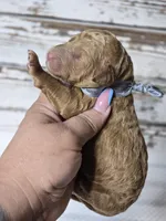 Loki, a male Goldendoodle for sale in Austin, TX – Photo 3 of 5