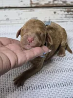 Loki, a male Goldendoodle for sale in Austin, TX – Photo 2 of 5