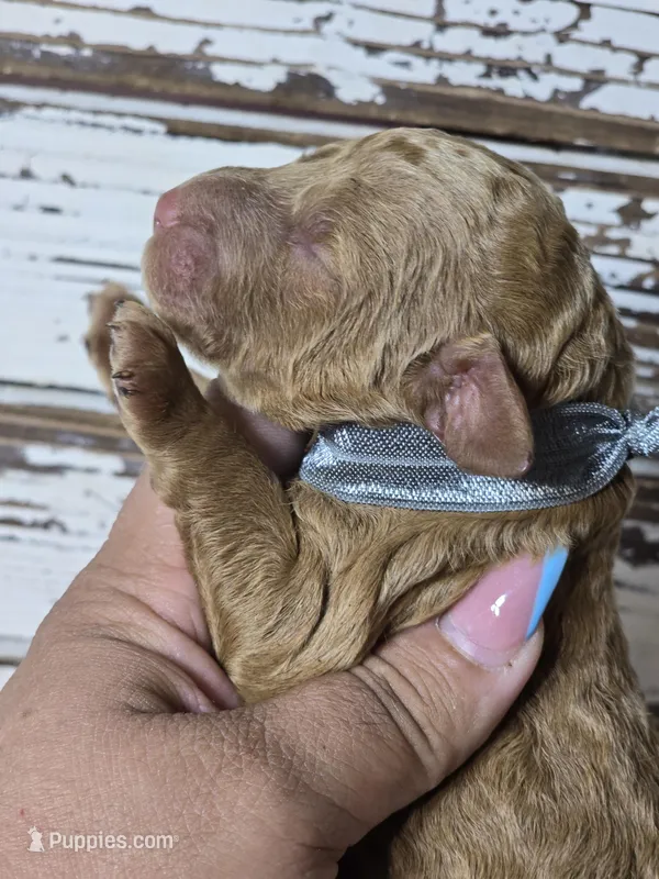 Loki – Goldendoodle puppy for sale in Austin, TX