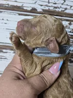 Loki, a male Goldendoodle for sale in Austin, TX – Photo 1 of 5