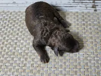 Whiskey TINY TOY BERNEDOODLE , a male Miniature Bernedoodle for sale in Austin, TX – 8 of 9