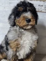 Marbella Blue Eye Cutie , a female Poodle - Multi-Colored Standard for sale in Austin, TX – 6 of 8