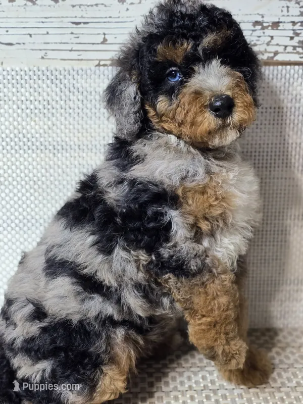 Marbella Blue Eye Cutie  – Poodle - Multi-Colored Standard puppy for sale in Austin, TX