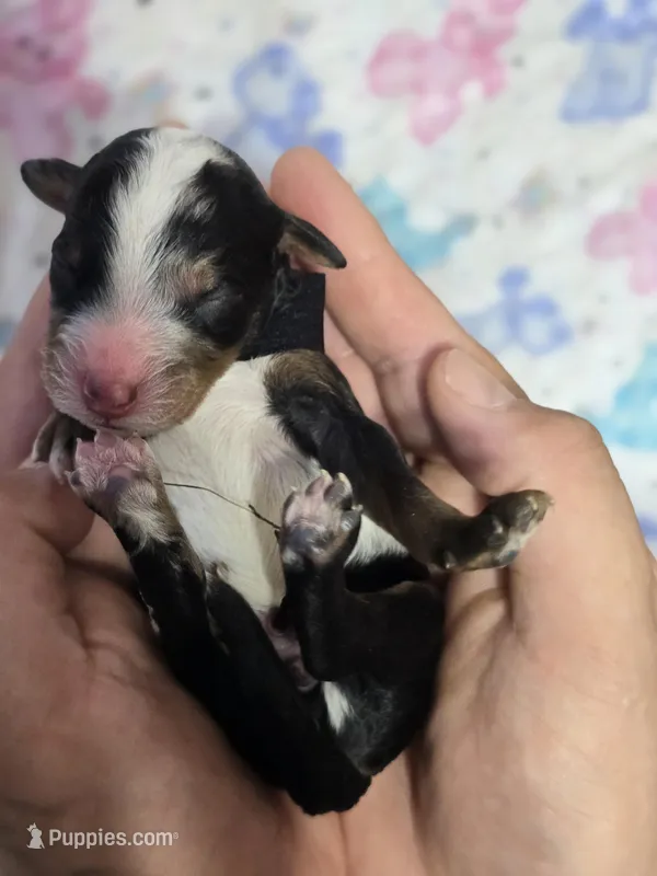 Flashy Boy! Phantom Merle – Poodle - Multi-Colored Standard puppy for sale in Austin, TX
