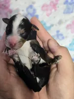 Flashy Boy! Phantom Merle, a male Poodle - Multi-Colored Standard for sale in Austin, TX – Photo 1 of 3