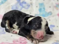 Flashy Boy! Phantom Merle, a male Poodle - Multi-Colored Standard for sale in Austin, TX – Photo 2 of 3