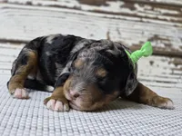 Flashy! Phantom MERLE, a male Poodle - Multi-Colored Standard for sale in Austin, TX – Photo 6 of 8
